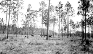 Cattle photographed by Florida Forest Service in 1932